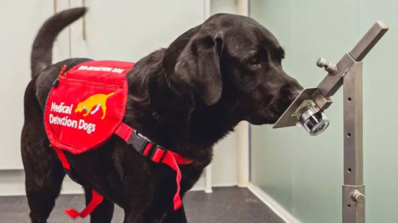 Interesting! US Schools Use Dogs To Sniff Out Covid.