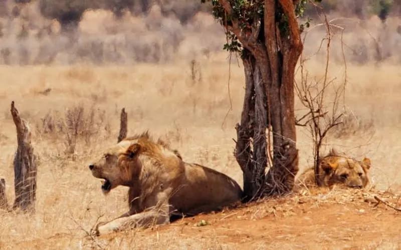 Man Eaten Alive by Pet Lion in Iraq After Buying Animal for Backyard